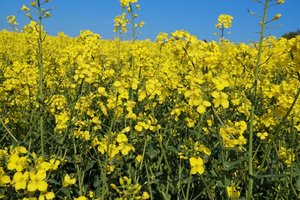Blumen, Wiese, Wärme, Hitze